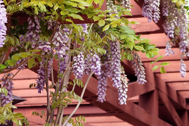 zahradní pergola